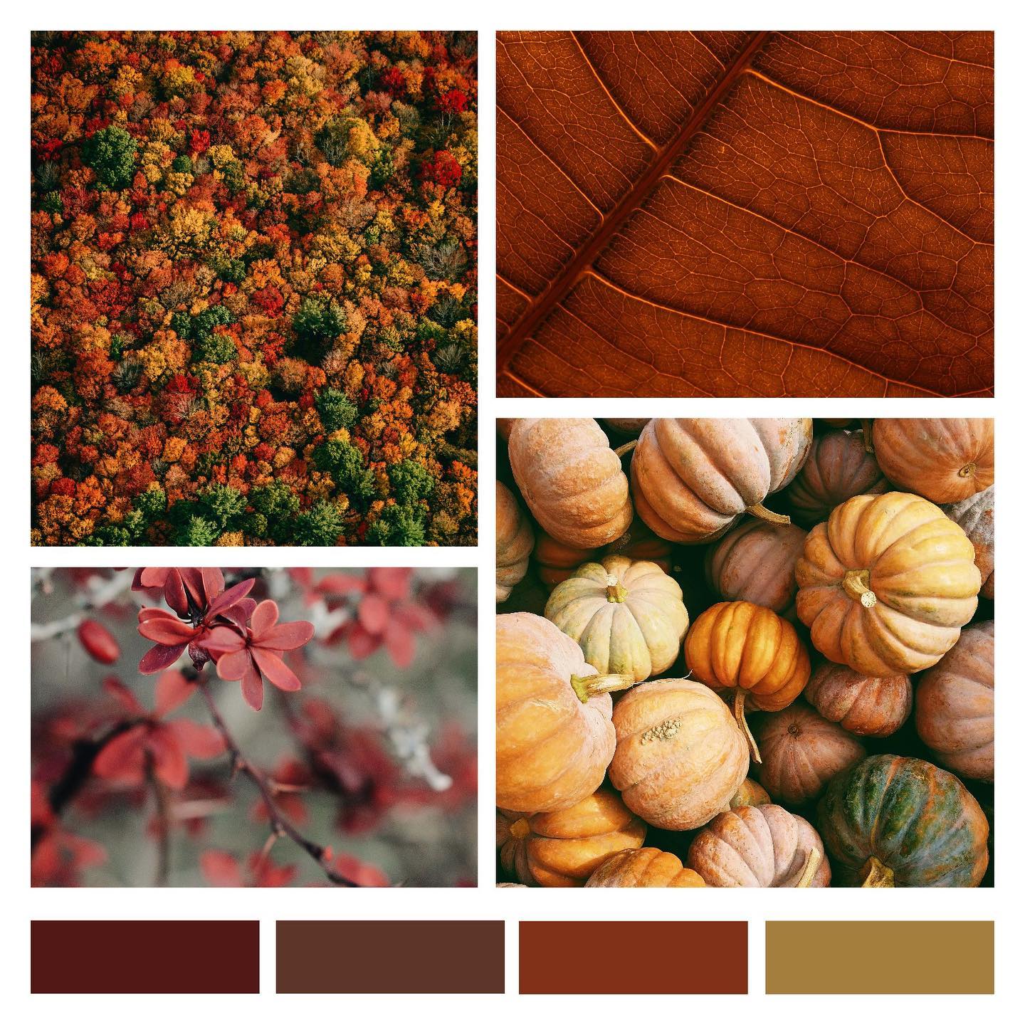 Was gibt es schöneres als die wunderschönen Farben des Herbstes? 😍
.
#herbstfarben #herbstleuchten #moodboard #wachsplatten #wachsziehereizengerle